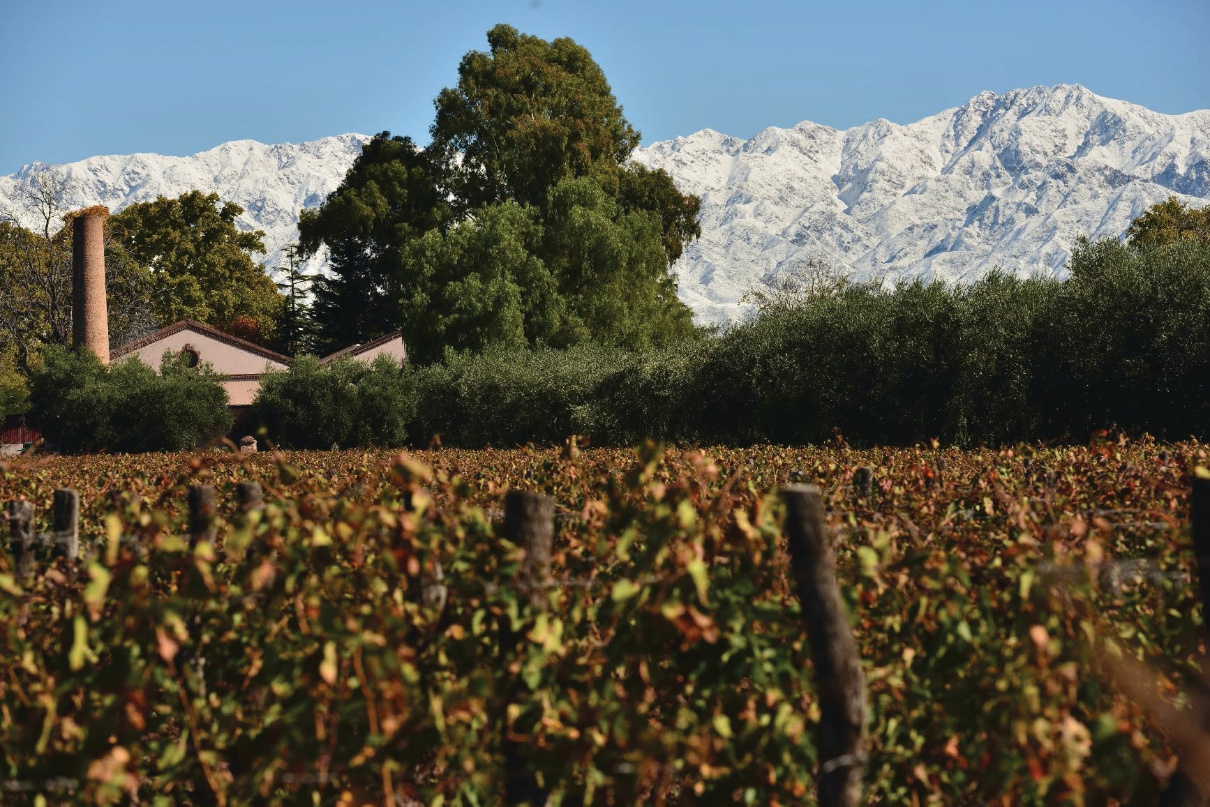 Los viñedos de la bodega Lagarde.