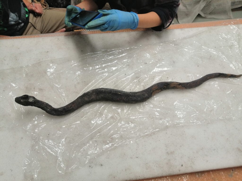 Serpiente de bronce de un metro de largo