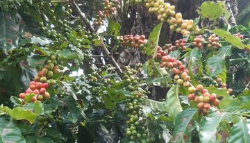 Pionero del café en la Argentina: comenzó con cinco semillas y hoy es el promotor de un boom en una provincia