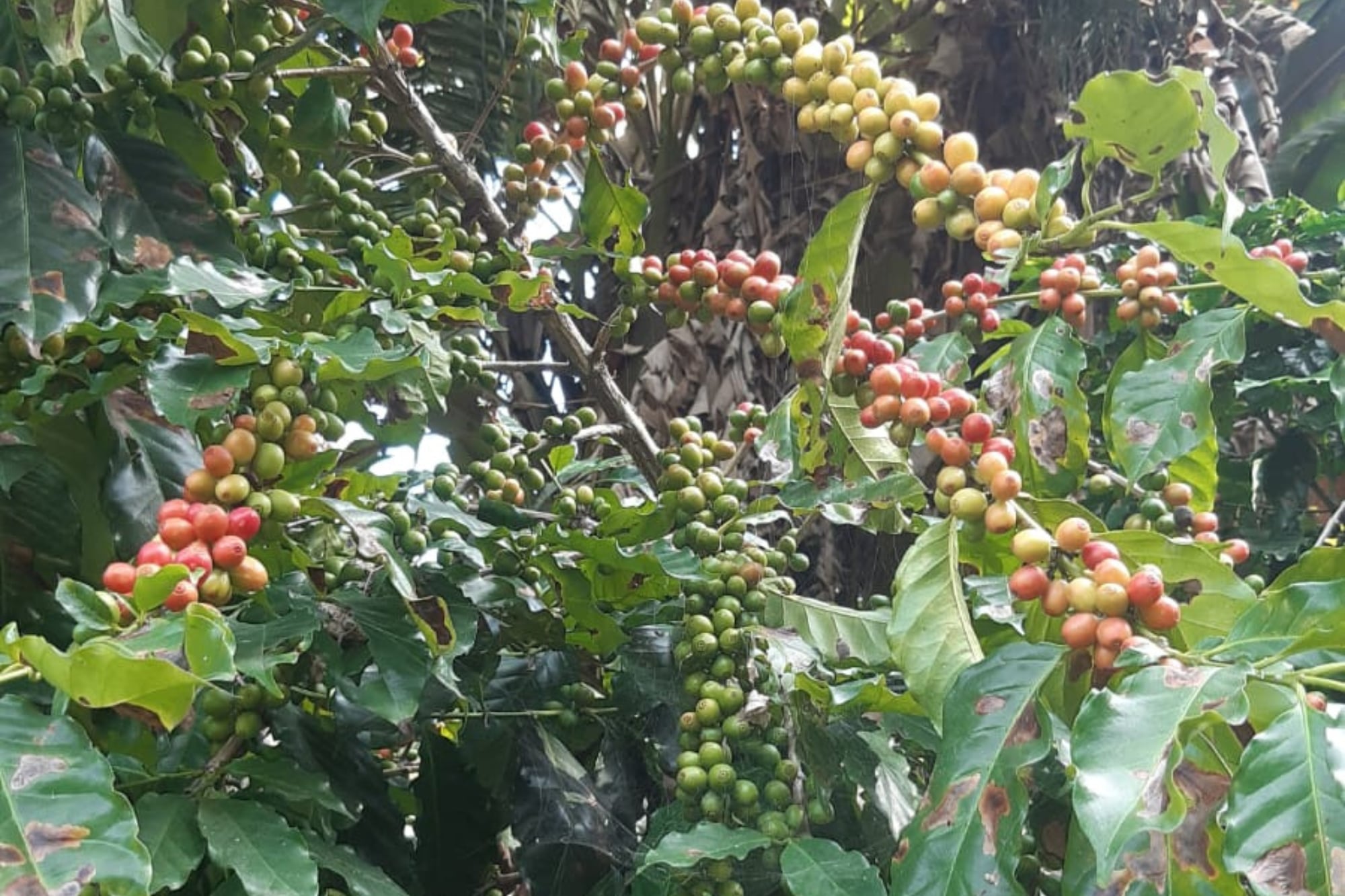 Las plantas en el patio de la finca de Oscar Velasco Imbaud