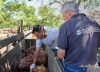 Pelea por un negocio millonario entre los laboratorios de la vacuna contra la aftosa