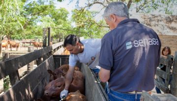 Pelea por un negocio millonario entre los laboratorios de la vacuna contra la aftosa