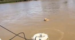 Rescataron a un perrito que estaba a punto de ahogarse en el Delta de Tigre y el video conmovió a todos