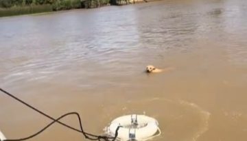 Rescataron a un perrito que estaba a punto de ahogarse en el Delta de Tigre y el video conmovió a todos