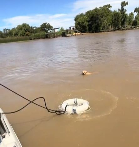 Rescataron a un perrito que estaba a punto de ahogarse en el Delta de Tigre y el video conmovió a todos