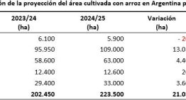 La siembra de arroz termina con un crecimiento de área del 10,4%