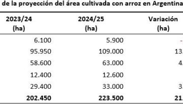 La siembra de arroz termina con un crecimiento de área del 10,4%