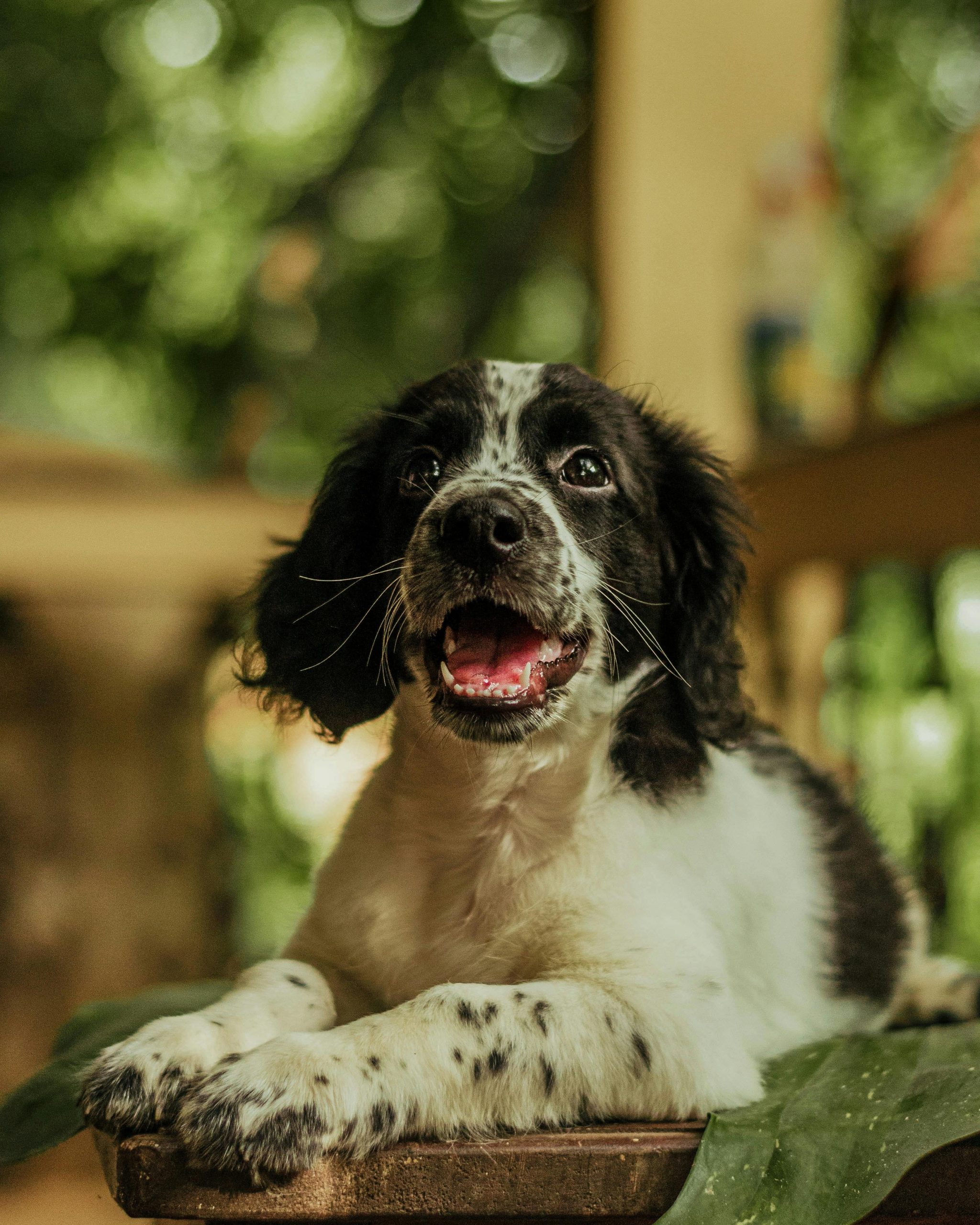 Springer Spaniel Inglés