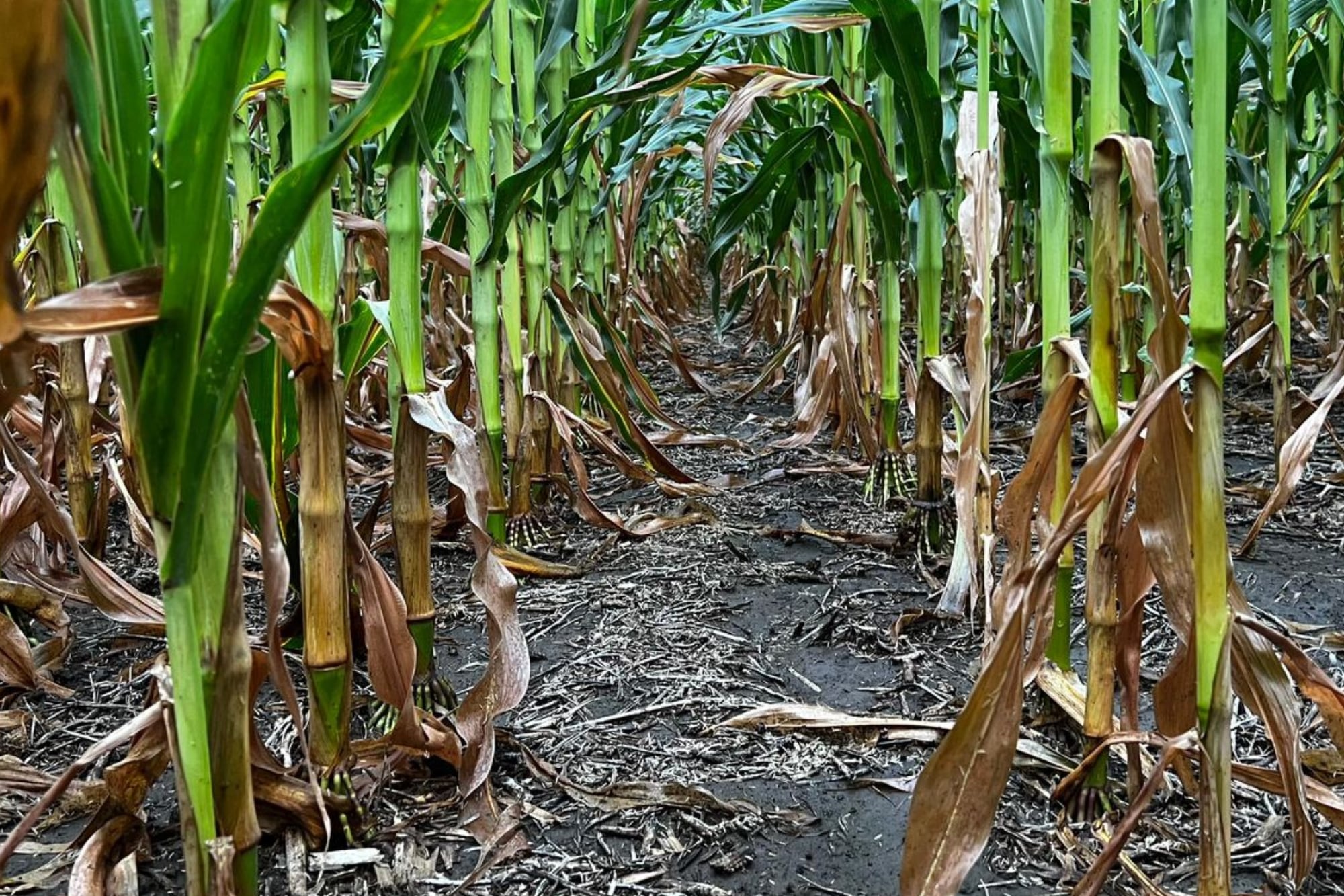 La suerte en las lluvias recibidas, las calidades de los lotes en los cuales se trabaja y las estrategias de elección de cultivo y su manejo definirán la suerte de un año por demás de complejo desde lo climático