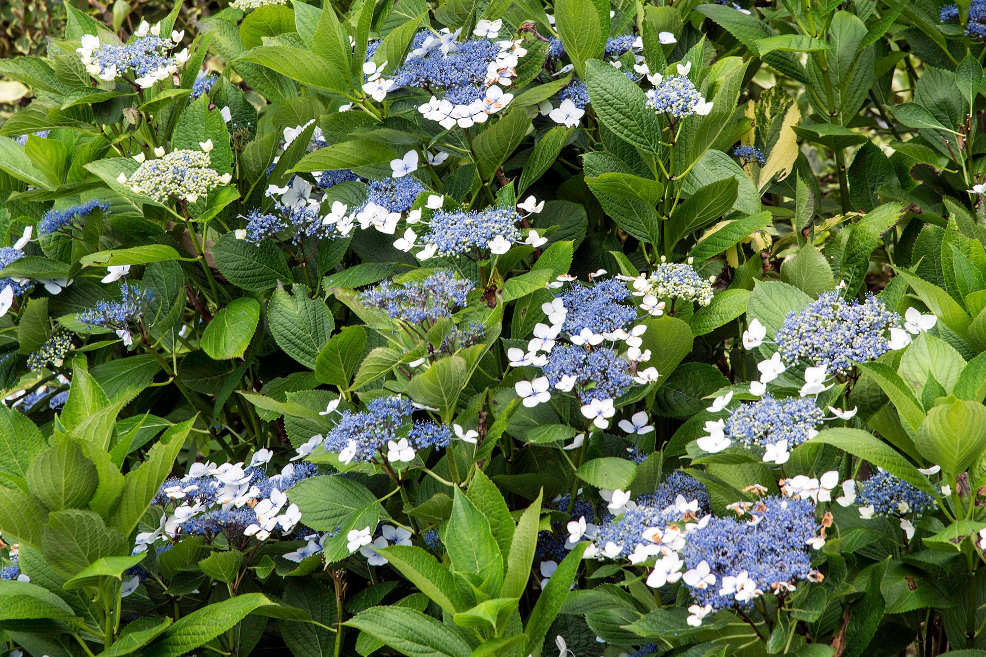 Hydrangea serrata 'Bluebird', con hojas variegadas y otras de diversos colores de flor, dependiendo del pH del suelo.