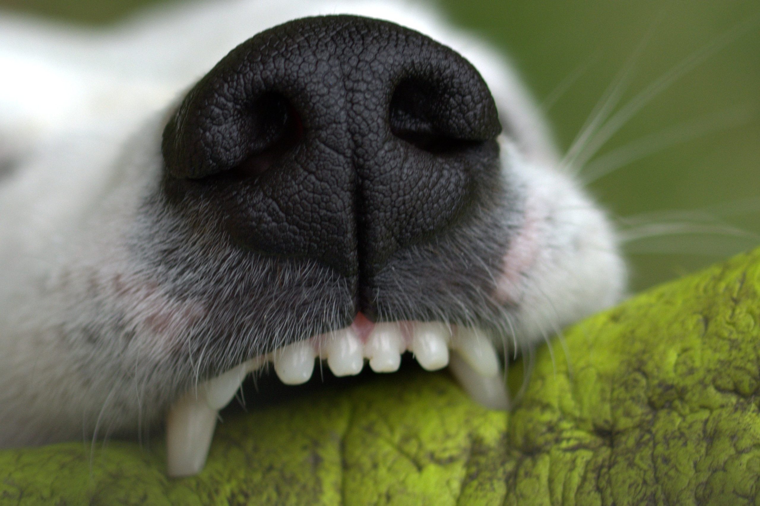 El veterinario es el único profesional capacitado para determinar si un perro necesita una limpieza dental