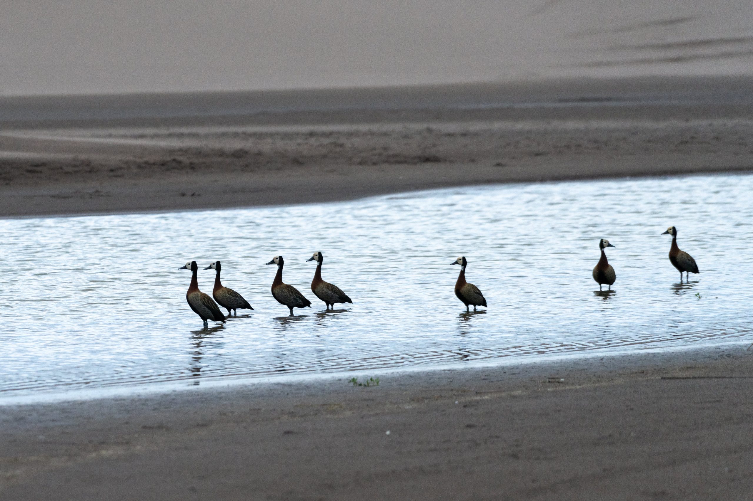 Las playas están repletas de aves que no se ven en otros lugares más poblados de la costa.