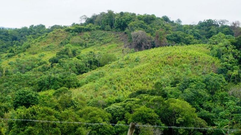 Ya no hay que recorrer remotos caminos para ver los cultivos de coca en el Catatumbo