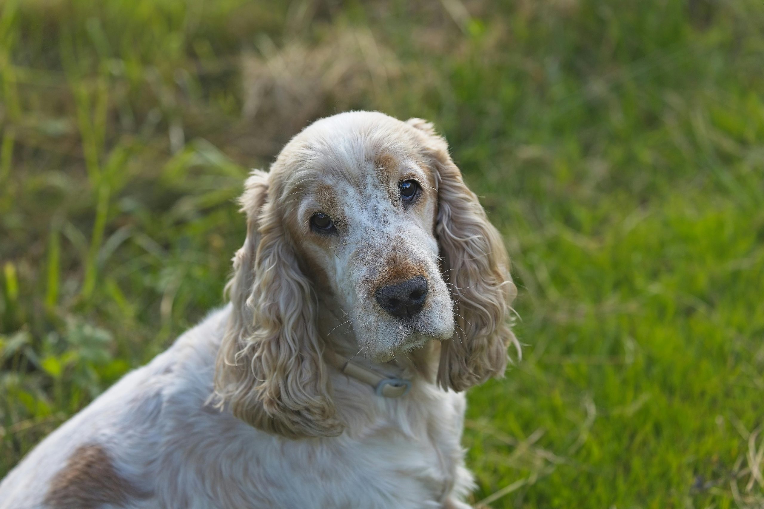 Cocker Spaniel Inglés