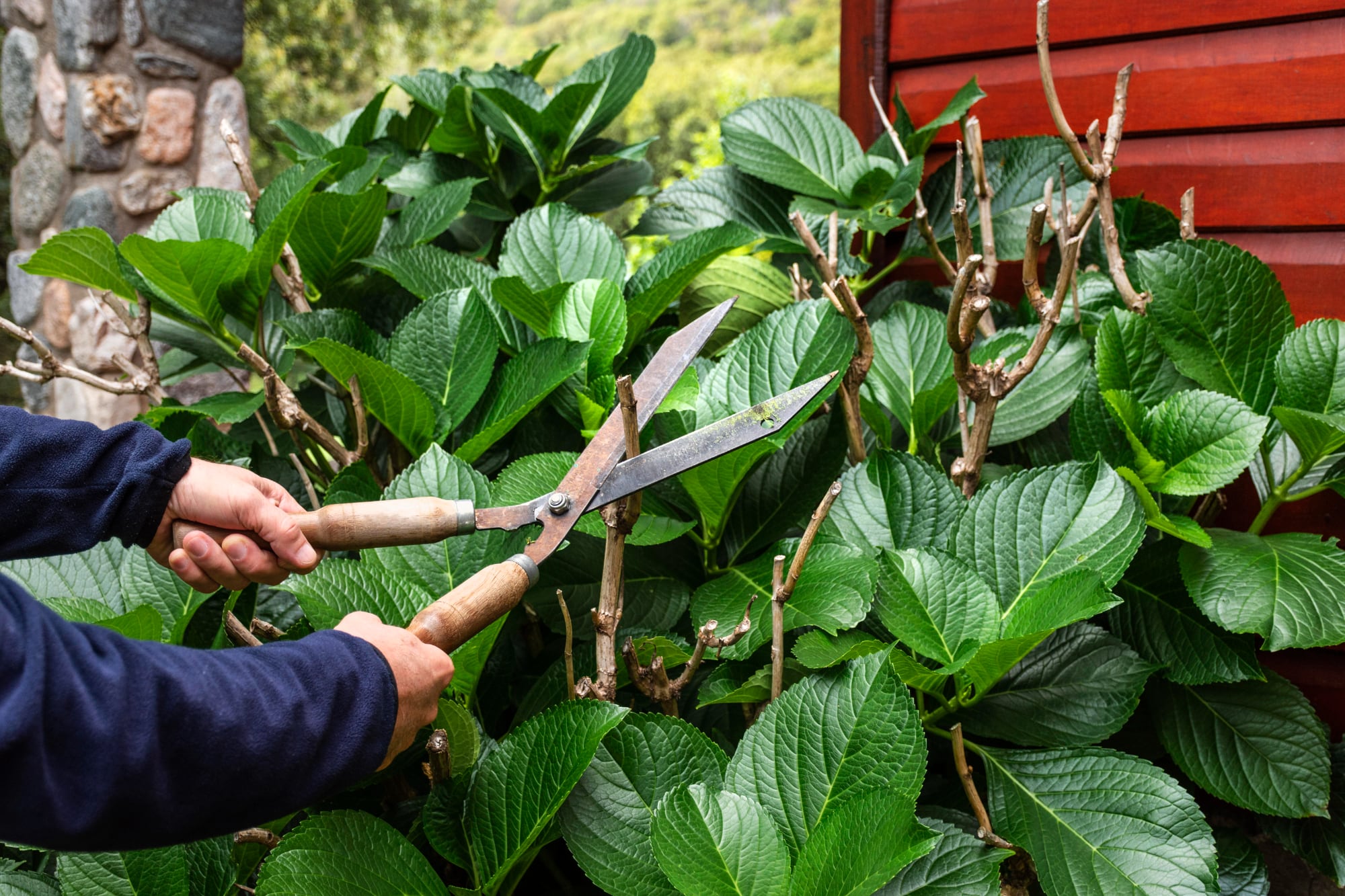 Las ramas de hortensia que hayan dado flor deben cortarse dos nudos por encima del suelo. De ellas brotarán ramas que no darán flor sino hasta la próxima temporada.