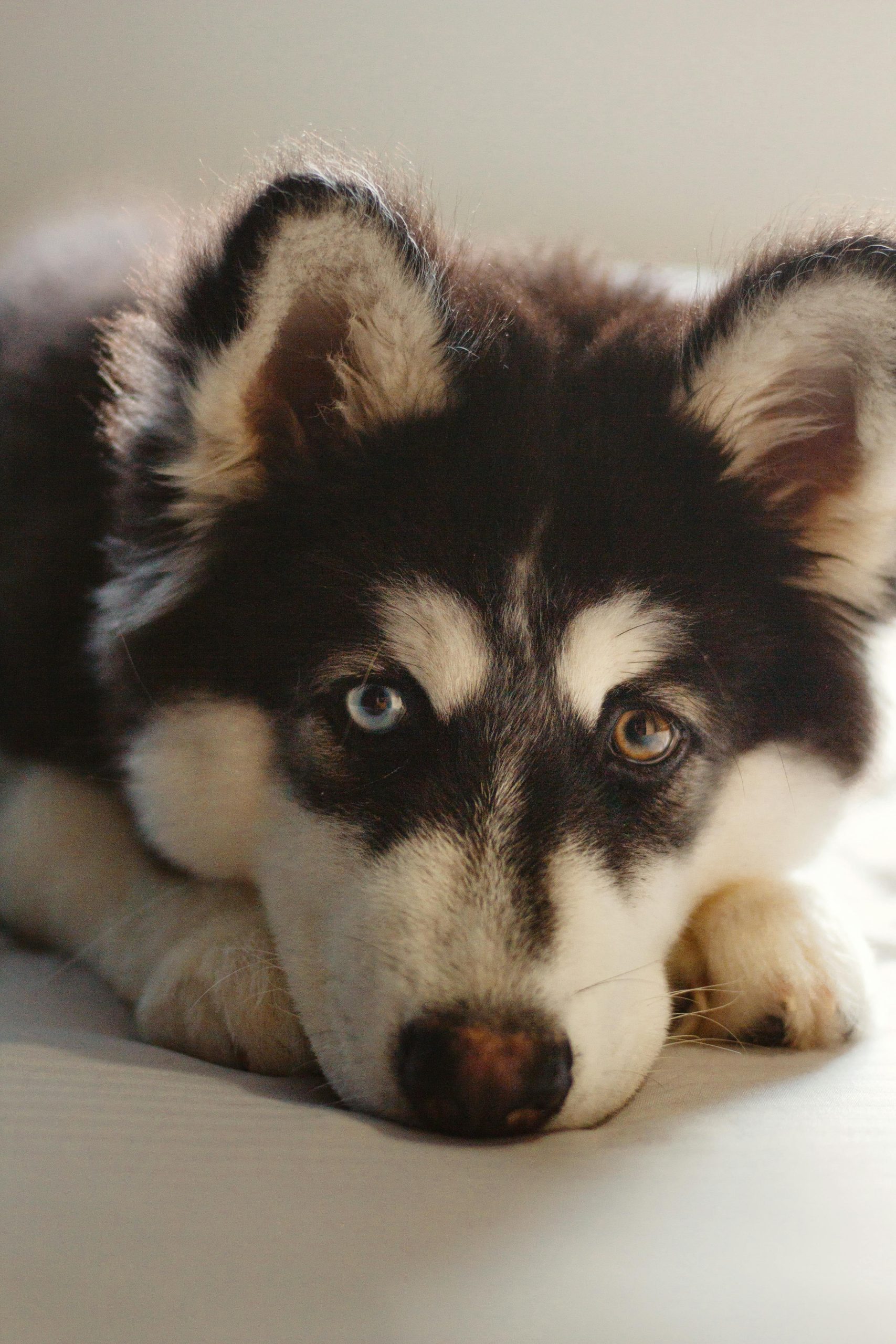 Husky Siberiano