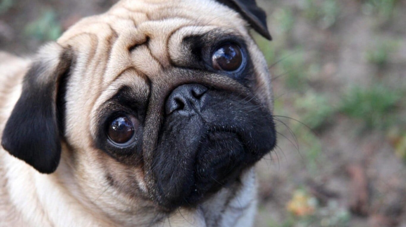 Por su hocico corto, al Pug se le dificulta respirar. (Foto: AdobeStock)