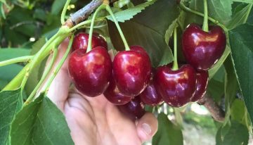 Rotundo éxito en una provincia con la cosecha de una preciada fruta