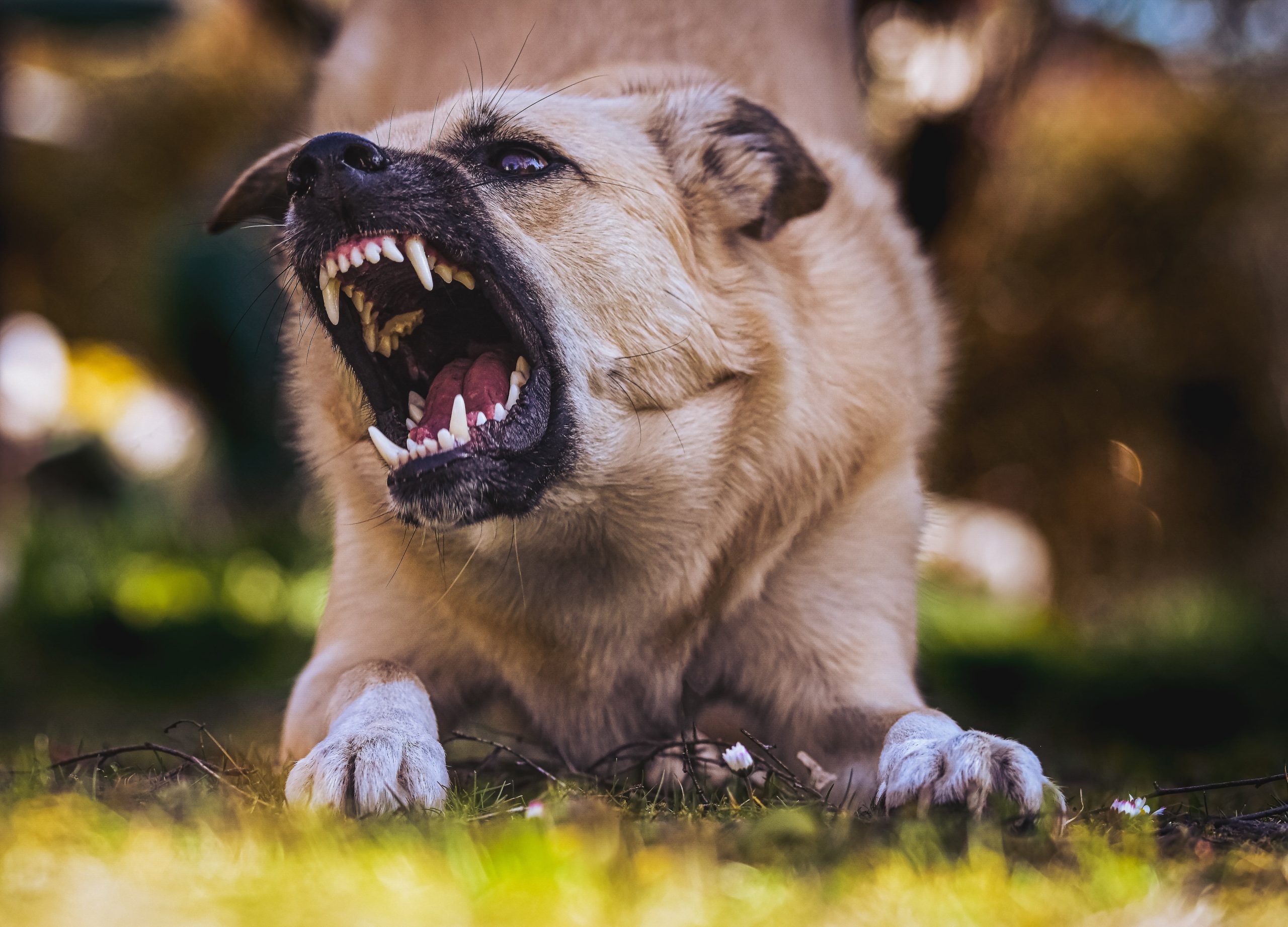 Si no se tratan a tiempo, lo problemas dentales pueden evolucionar hacia situaciones más graves