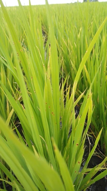 Proyectan un aumento de 21.050 hectáreas en el área sembrada con arroz en Argentina para el ciclo 2024/25.(Foto: bolsacer).