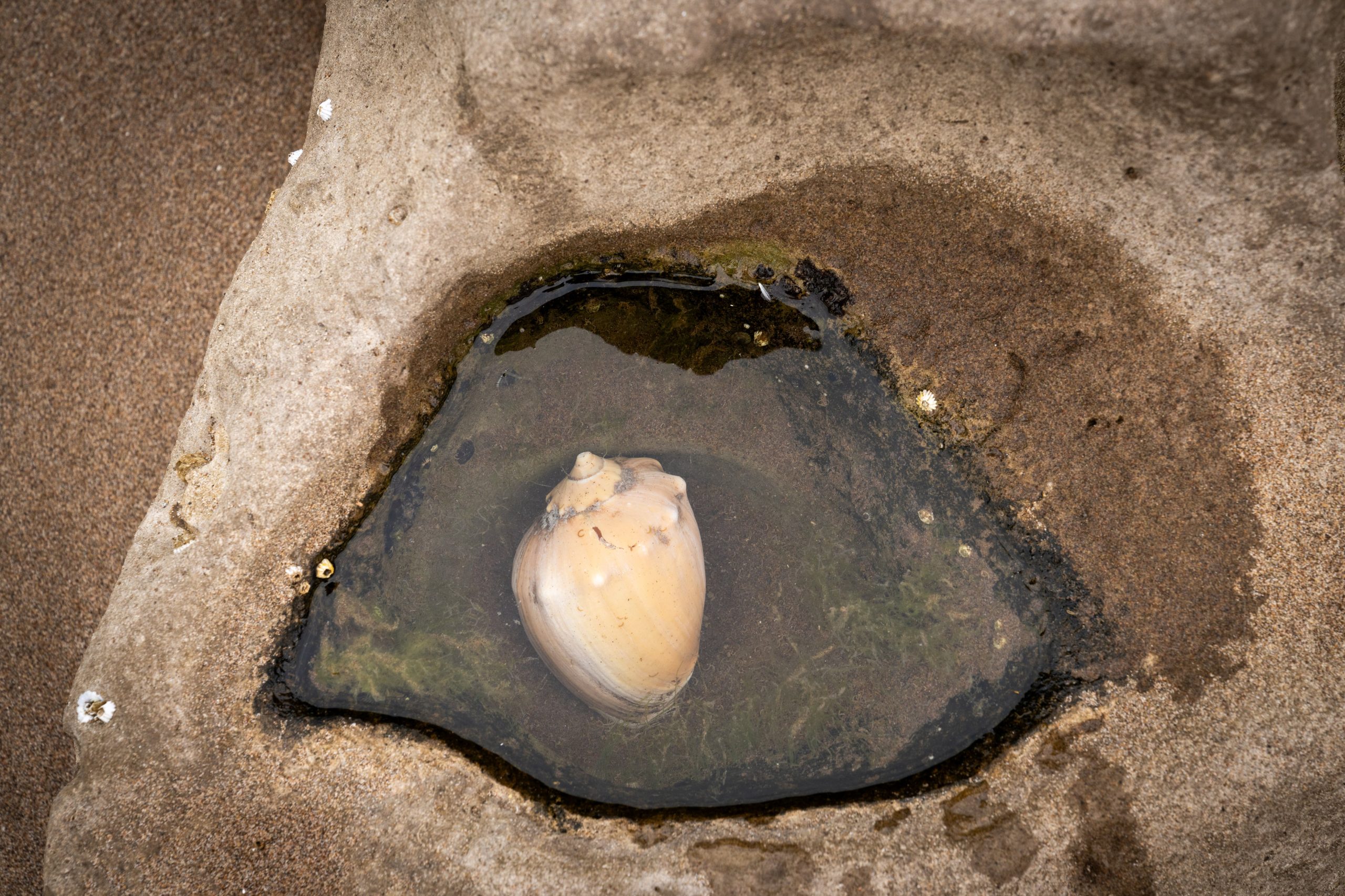 Caracol en la zona de El Caracolero.