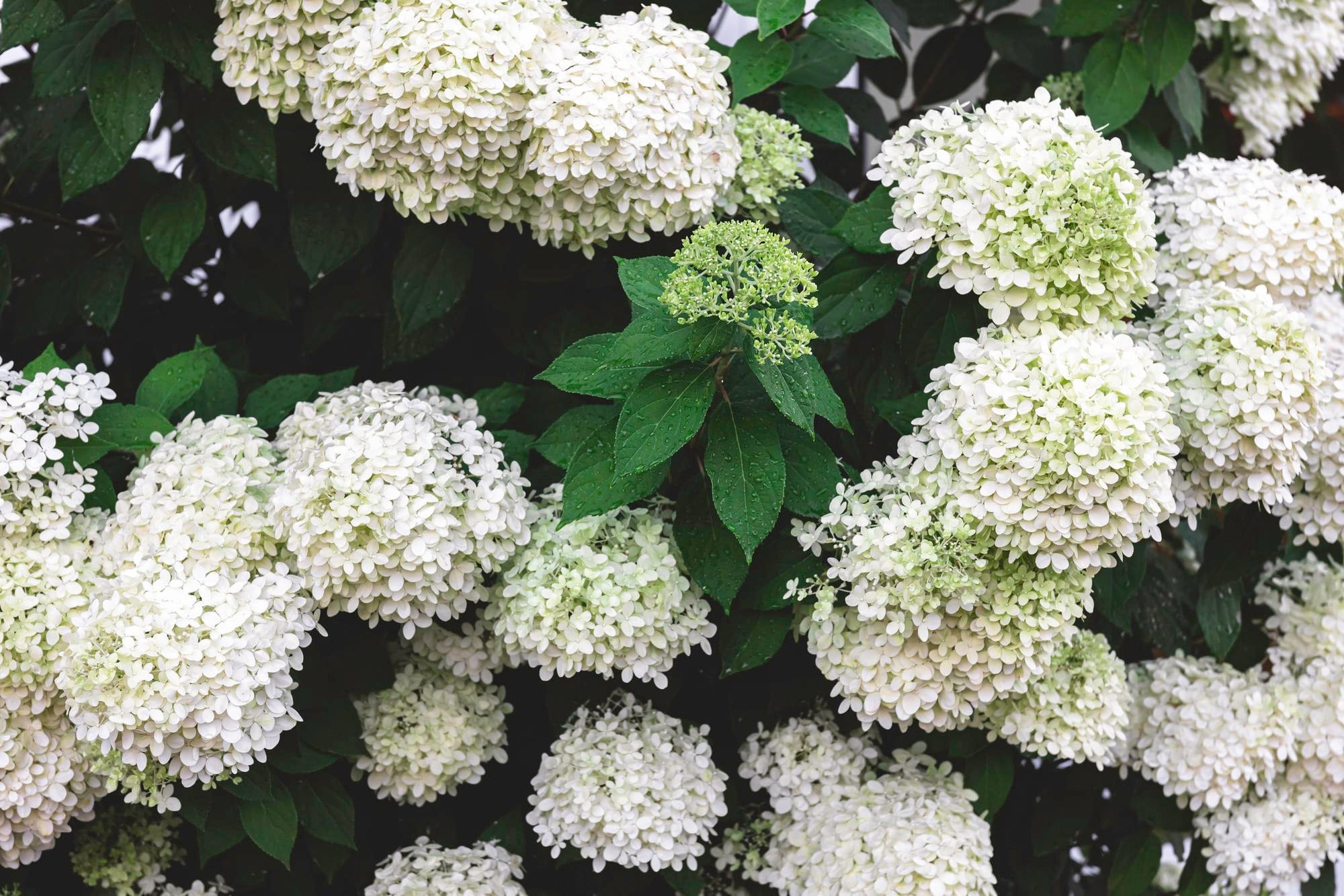 Hydrangea arborescens 'Annabelle', requiere poco mantenimiento y prefiere suelos arcillosos o rocosos ácidos y húmedos.