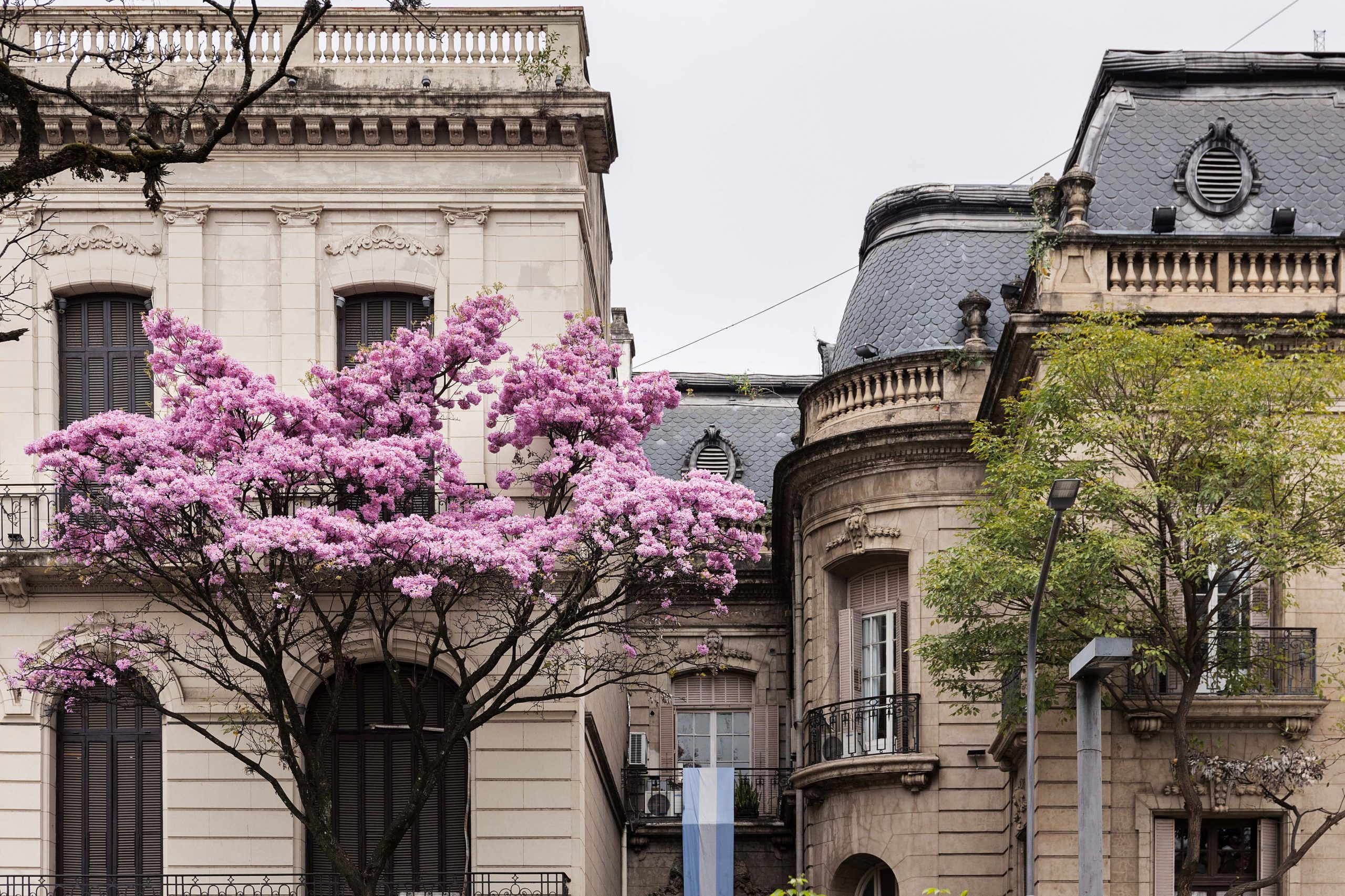 Lapacho rosado en flor frente a la Casa Nougués, sede del Ente Tucumán Turismo.