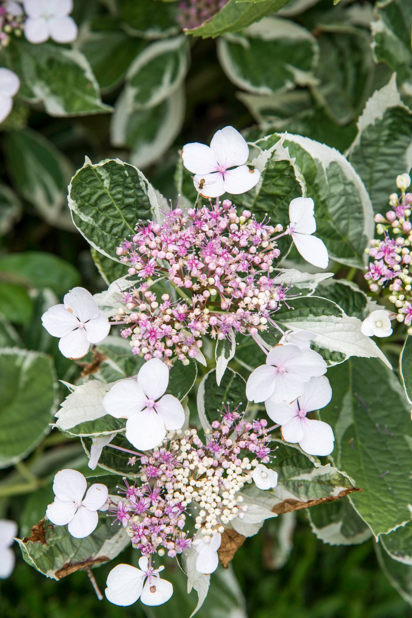 Hydrangea macrophylla 'Mariesii Variegata', comúnmente llamada hortensia de hojas grandes, tiene hojas dentadas, obovadas a elípticas, de color verde oscuro y grandes racimos de flores en forma de encaje.