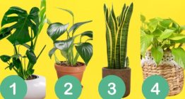 Test de personalidad: elegí una de las plantas y conocé detalles de tu forma de ser