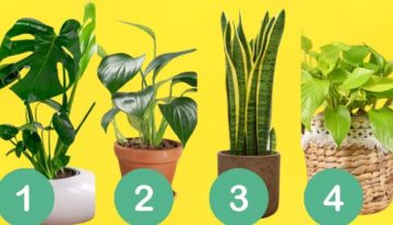 Test de personalidad: elegí una de las plantas y conocé detalles de tu forma de ser