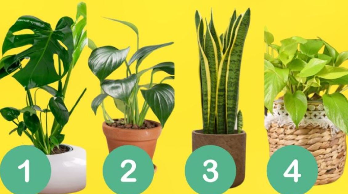 Elegí una de las plantas para conocer detalles de tu personalidad