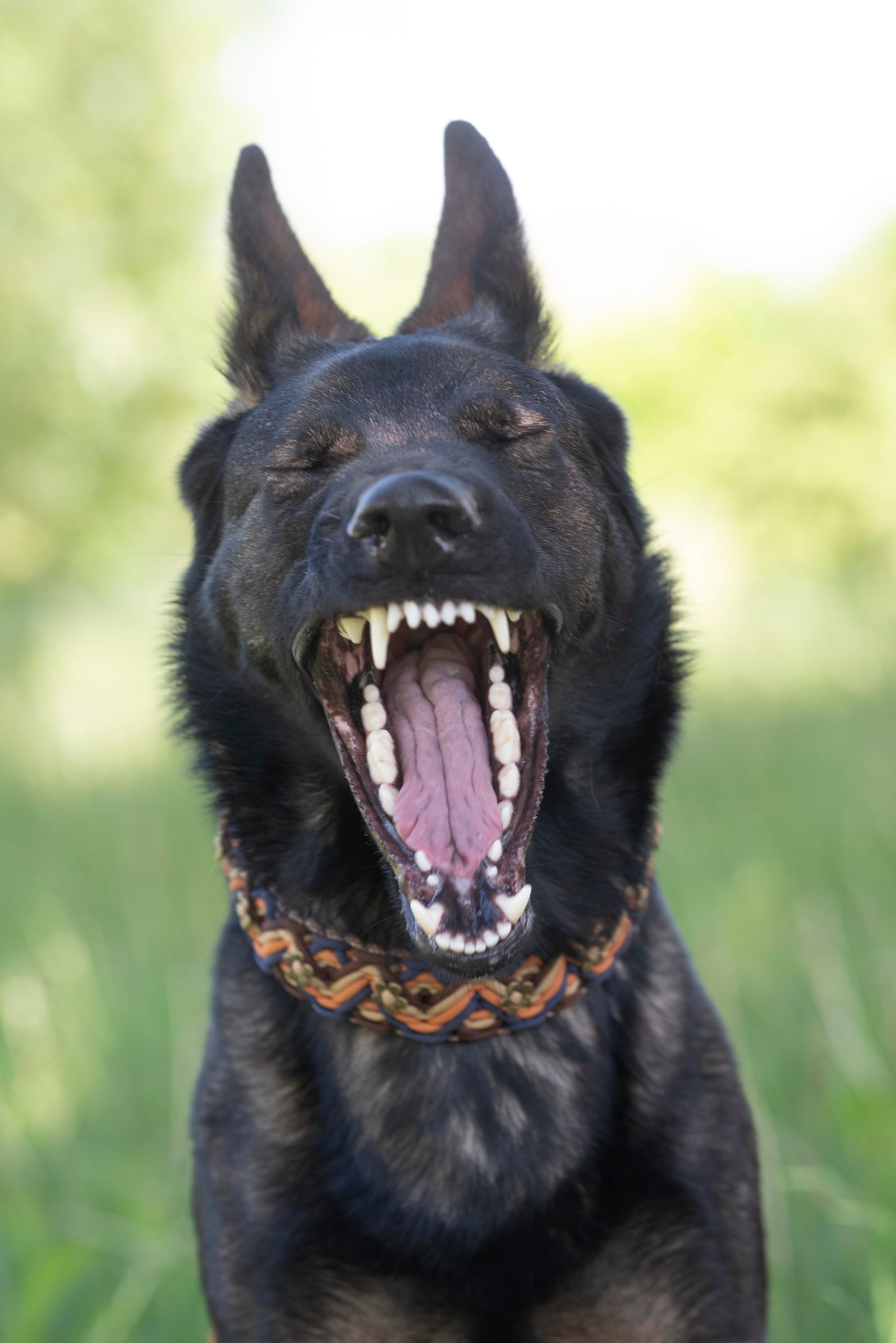 Cepillar regularmente los dientes del perro es una manera de cuidar su salud dental