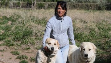 El exitoso método de crianza de perros que protegen al ganado en Mendoza y Neuquén