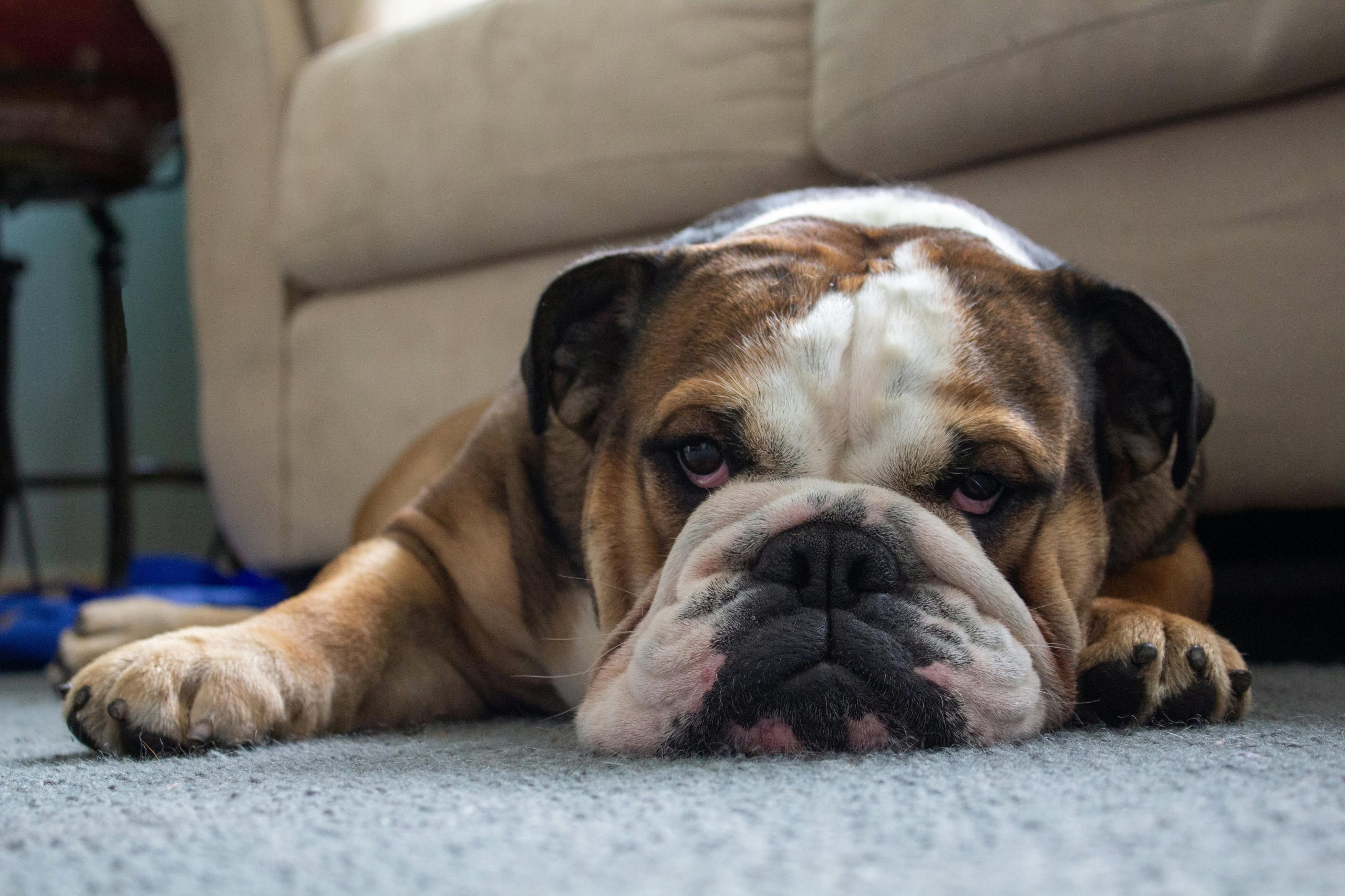 El Bulldog Inglés es una de las razas de perros que más sufre el calor. (Foto: Freepik)