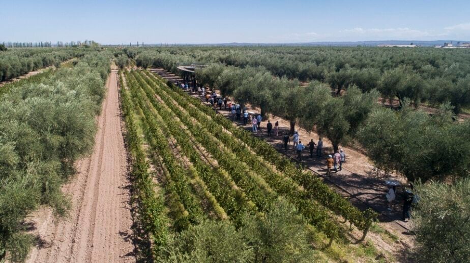 Olivares y viñedos alternados en Finca El Paraíso