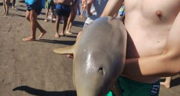 Murió un delfín en Mar del Tuyú luego de que un turista lo sacara del agua