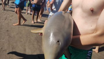 Murió un delfín en Mar del Tuyú luego de que un turista lo sacara del agua