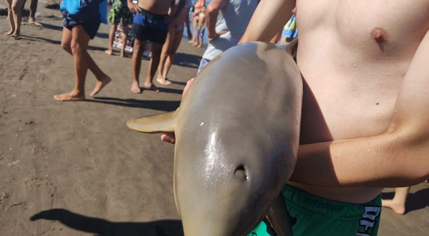 Murió un delfín en Mar del Tuyú luego de que un turista lo sacara del agua