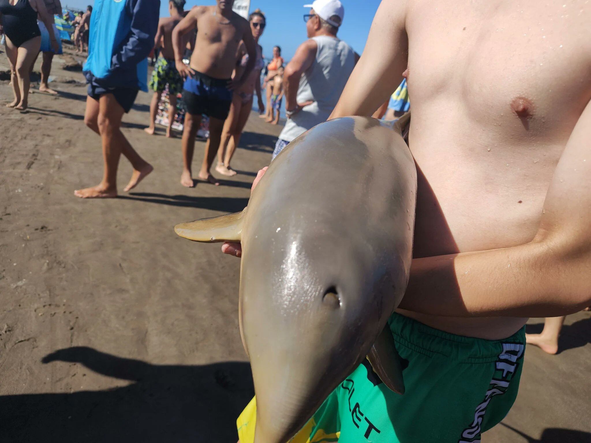 El subsecretario de Defensa Civil de la Costa afirmó que se trata de la especie tonina