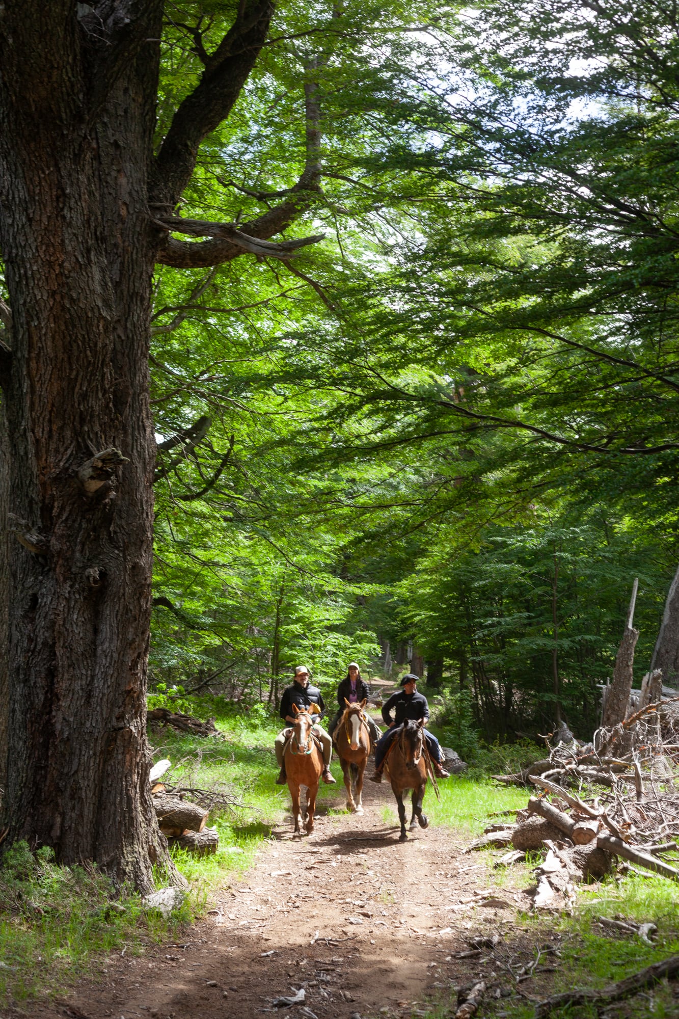 El bosque cubre miles de hectáreas, sobre las laderas de la montaña.