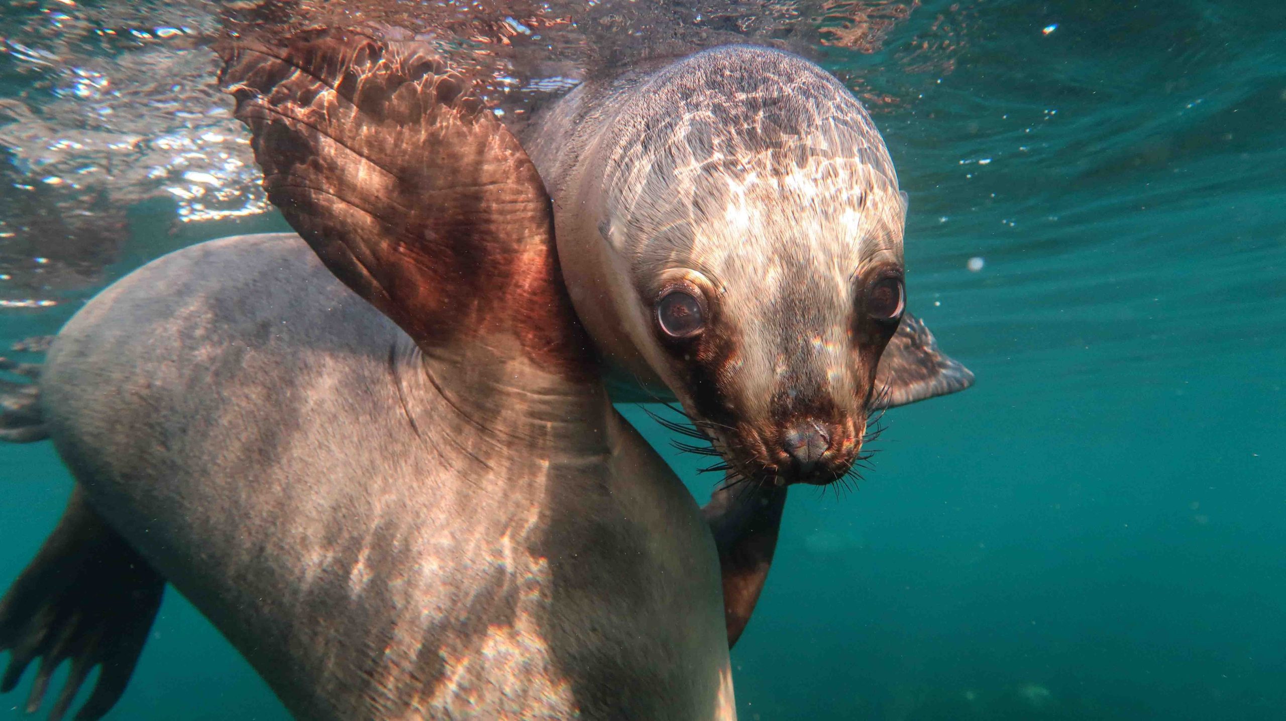 En Punta Loma, Puerto Madryn, se puede nadar con lobos.