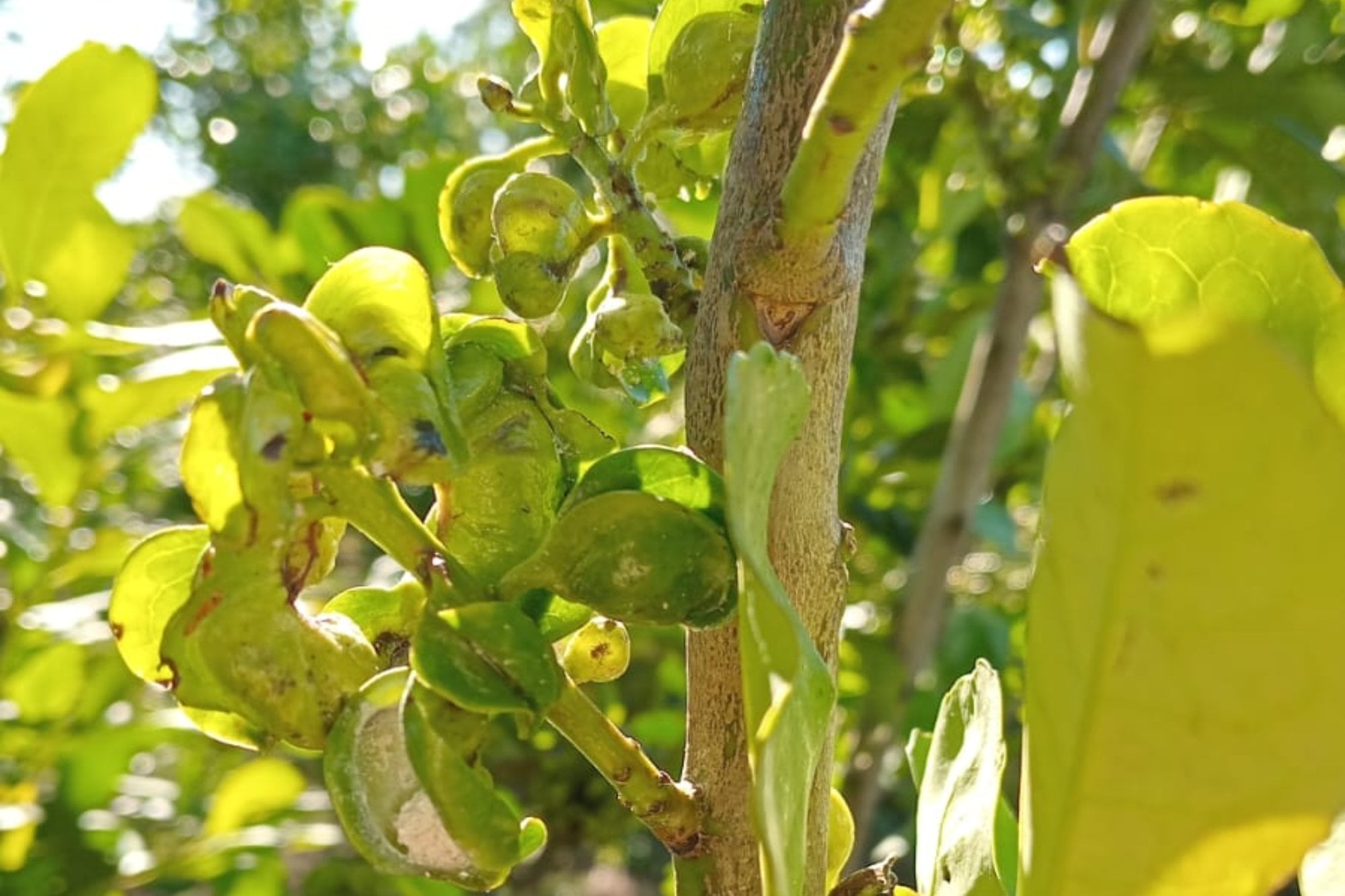 En diciembre del 2023, el Gobierno desreguló el sector yerbatero y terminó con el poder de fijar un precio mínimo para el producto que hasta entonces tenía el Instituto Nacional de la Yerba Mate (INYM)