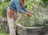 Descubrí qué tenés que hacer en verano para que tus lavandas exploten de flores todo el año