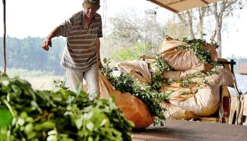 “Nos destruyeron”: un productor yerbatero habló de un momento desolador tras una reforma radical de Javier Milei