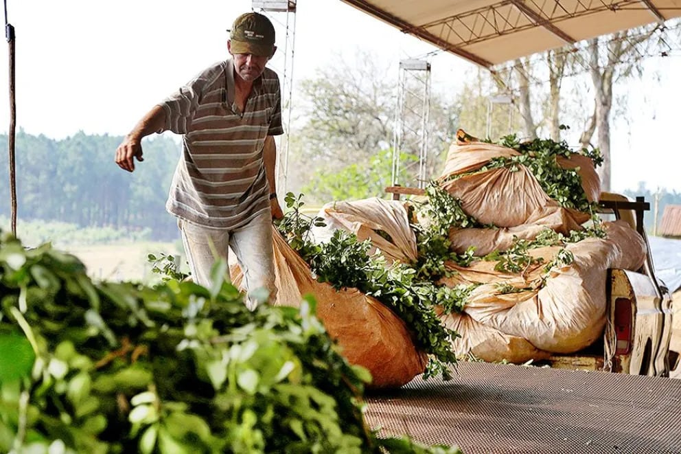 Productores yerbateros en Misiones enfrentan una crisis tras la desregulación del sector y denuncian que el precio de la yerba cayó más del 50% y que están a merced de los grandes molinos.