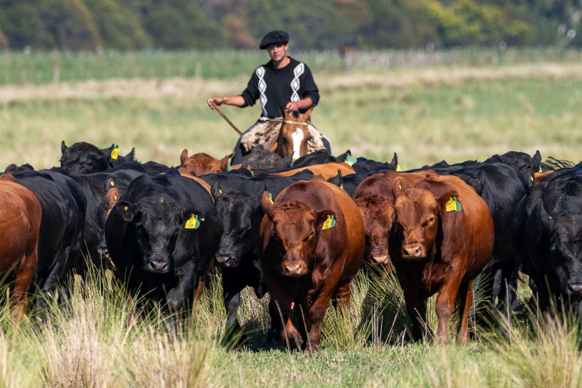 El negocio agropecuario de Bellamar Estancias SA se desarrolla en sus estancias ubicadas en las provincias de Buenos Aires, Córdoba, Formosa y Salta