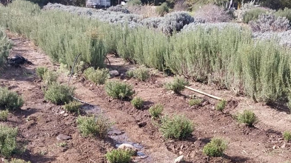 Tiene un efecto protector que las prepara y aumenta su respuesta de defensa en el momento en que la planta se somete a un estrés 