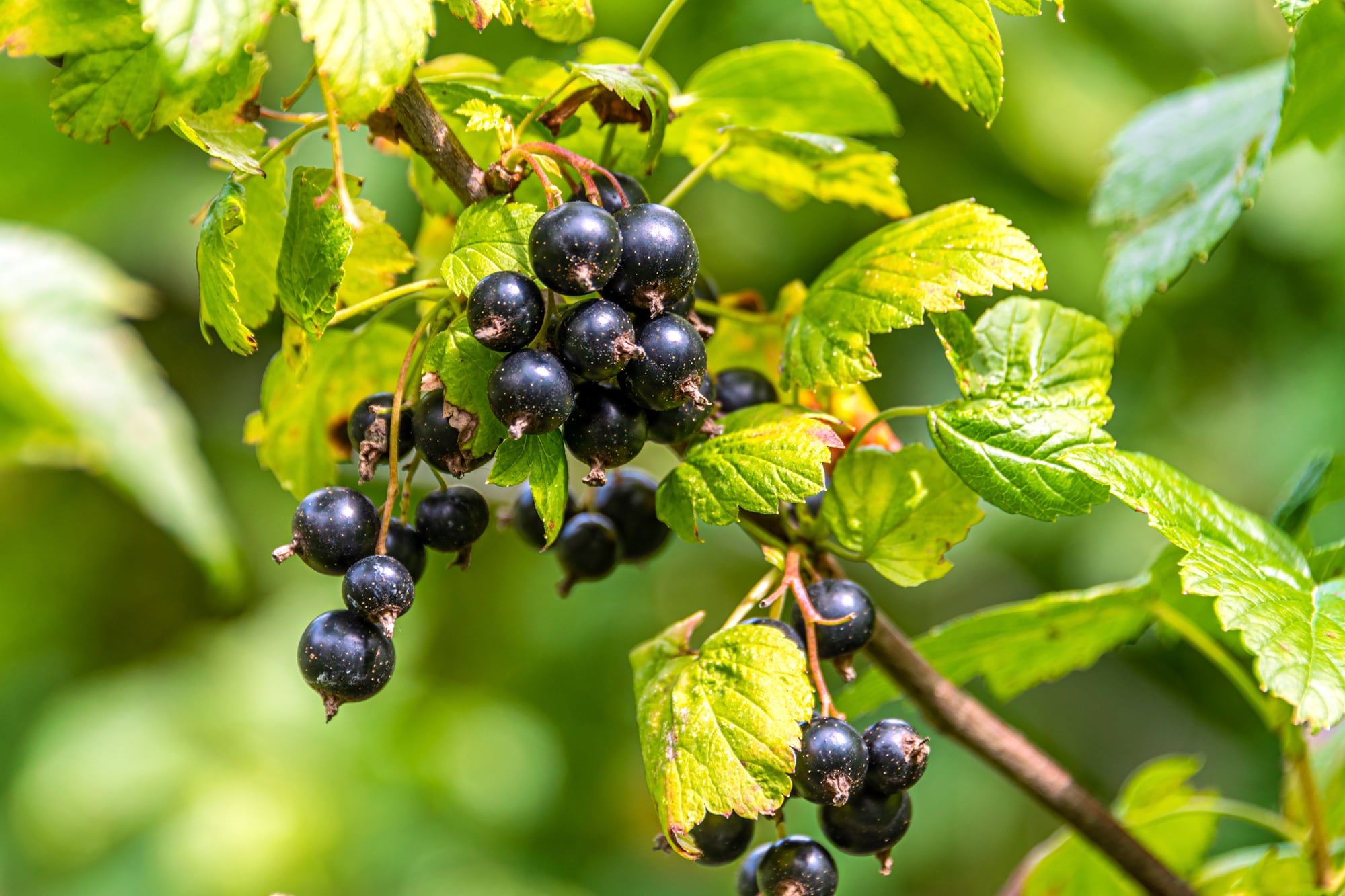 La mejor forma de consumir el casis es como se encuentra en la naturaleza: fresco, entero y con cáscara