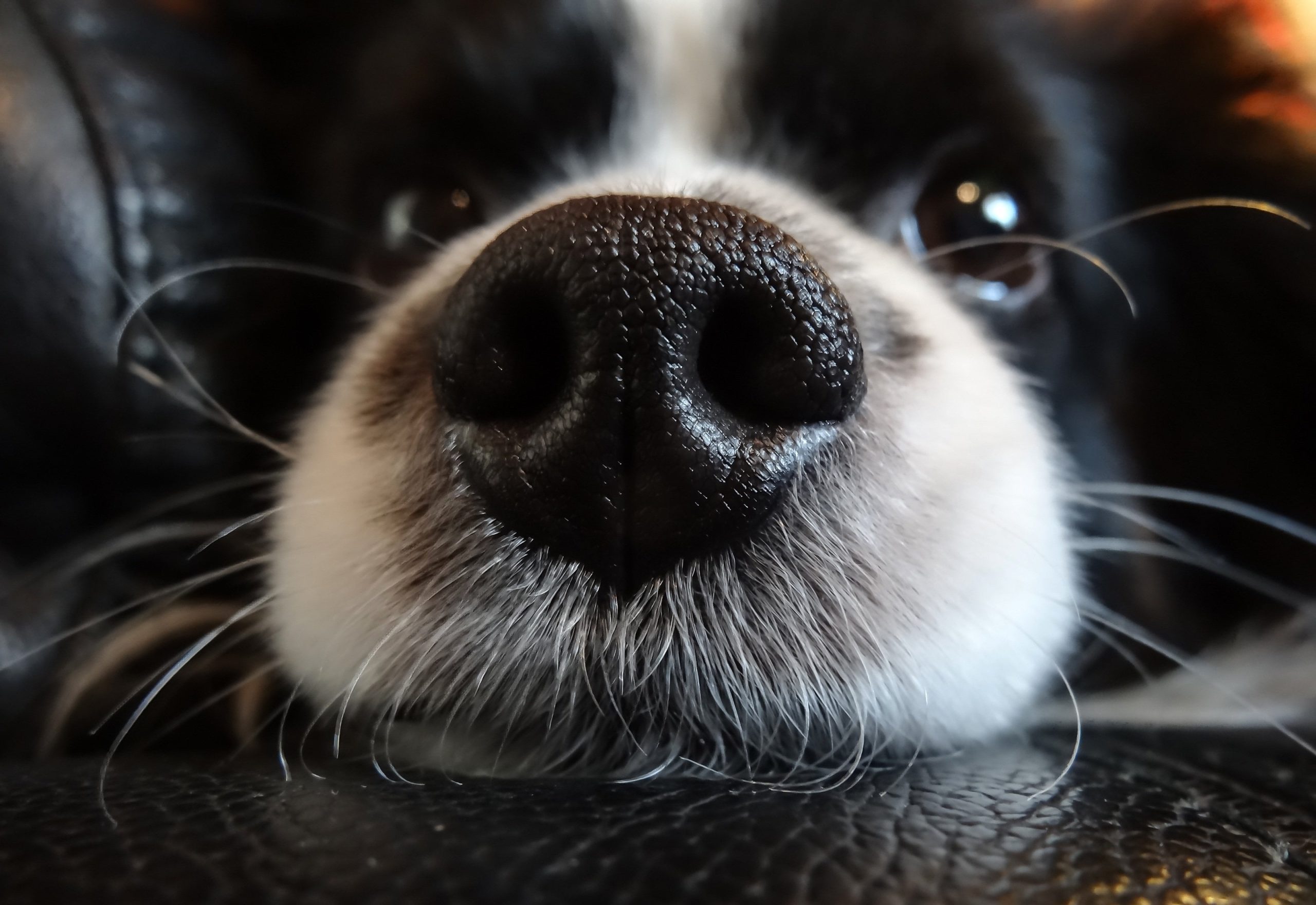 Si la nariz del perro permanece caliente y seca durante un período prolongado puede ser motiva de visita a un veterinario