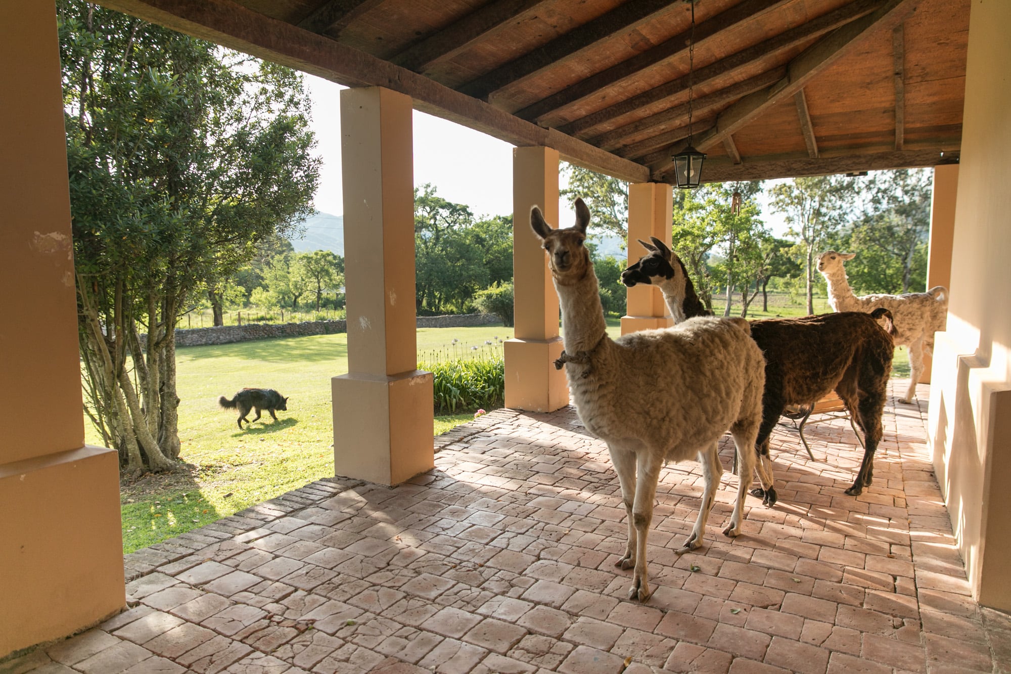 Llamas de visita en la galería.